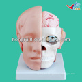 ISO Advanced Head Model with Face and Brain